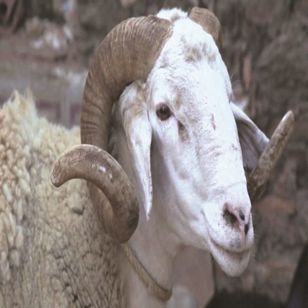 L’Algérie perd progressivement ses races ovines !