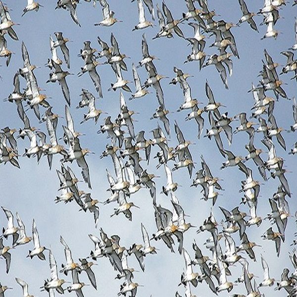 PLANS D’EAU DE LA RÉGION DU TASSILI N’AJJER :Vingt espèces d’oiseaux migrateurs recensées à Illizi