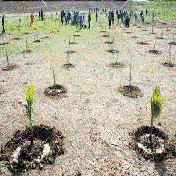 Vaste opération de plantation de 300 000 arbustes : La campagne atteint le taux de 95%