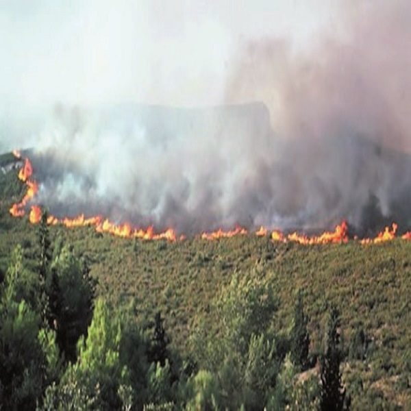 Chlef : Une série d’incendies de forêt sur le littoral