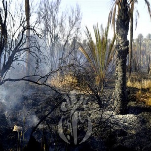 Ouargla: plus de 250 palmiers détruits par les flammes